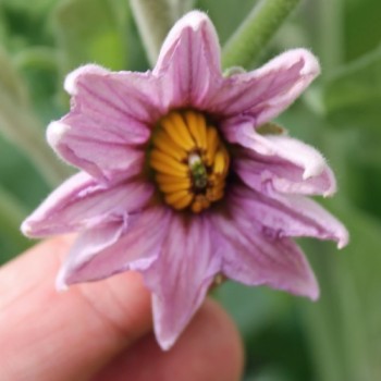Aubergine Bellezza Nera (Samen)