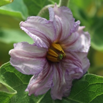 Aubergine Black Beauty (Samen)