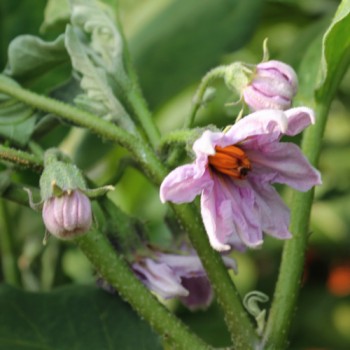 Aubergine Carlson (freilandgeeignet) (Samen)