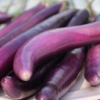 Aubergine Chinese Long (Samen)