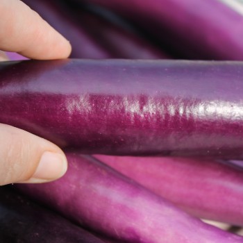 Aubergine Chinese Long (Samen)