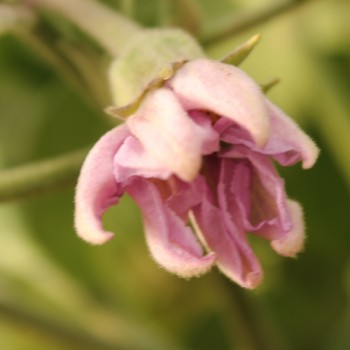 Aubergine Diamond (Samen)