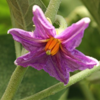 Aubergine Dourga (Samen)