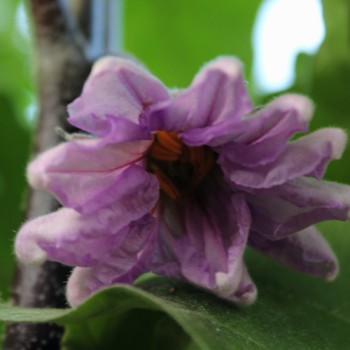 Aubergine Drakosha (Samen)