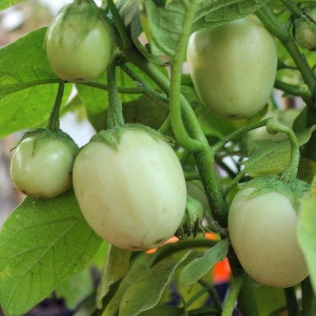 Aubergine Dwarf Lime (freilandgeeignet) (Samen)