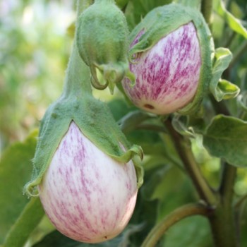 Aubergine Foo Chow (Samen)