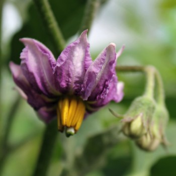 Aubergine Galich (Samen)
