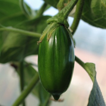 Aubergine Gilo Brazil (Samen)