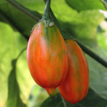Aubergine Gilo Brazil (Samen)