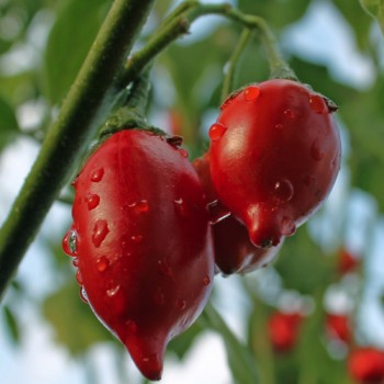 Aubergine Gilo Brazil (Samen)