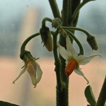 Aubergine Gilo Brazil (Samen)