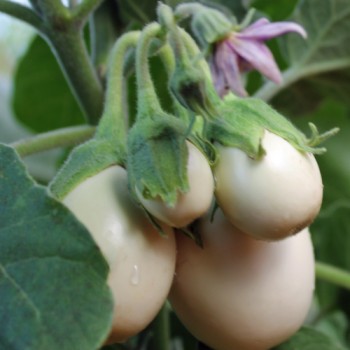 Aubergine Japanese White Egg (Samen)