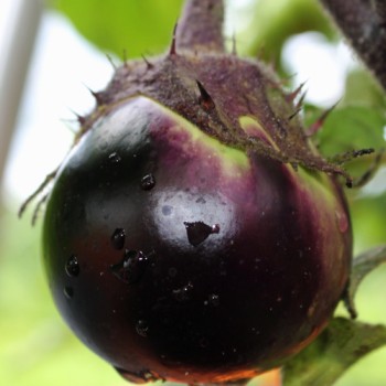 Aubergine Kamo (Samen)