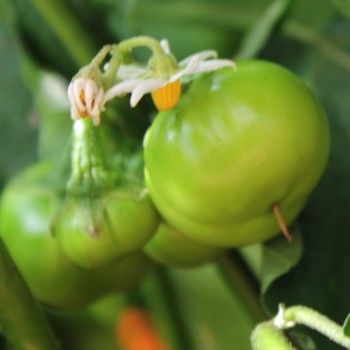 Kannibalen Tomate (Samen)