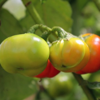 Kannibalen Tomate (Samen)