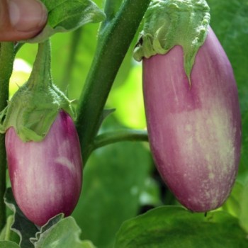 Aubergine Kashmiri Brinjal (freilandgeeignet) (Samen)
