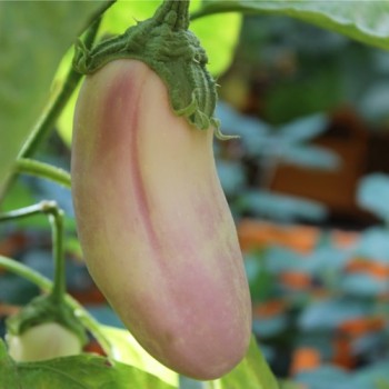 Aubergine Kashmiri Brinjal (freilandgeeignet) (Samen)