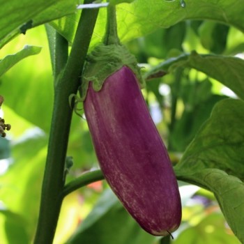 Aubergine Kashmiri Brinjal (freilandgeeignet) (Samen)