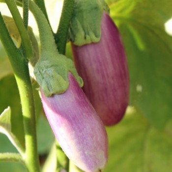 Aubergine Kashmiri Brinjal (freilandgeeignet) (Samen)