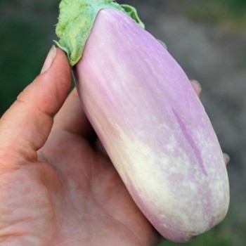 Aubergine Kashmiri Brinjal (freilandgeeignet) (Samen)