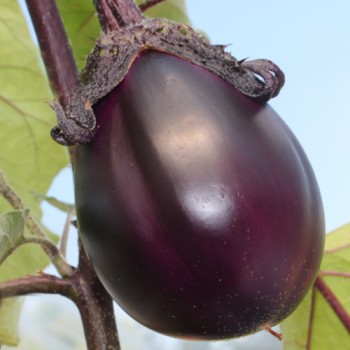 Aubergine Krasivyye (Samen)