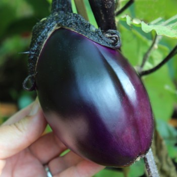 Aubergine Krasivyye (Samen)