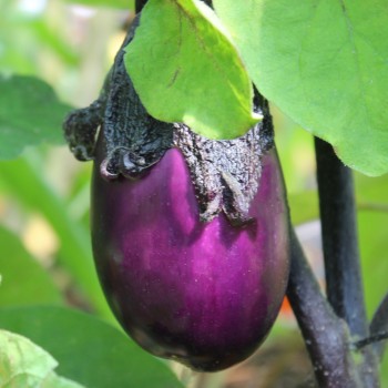 Aubergine Krasivyye (Samen)