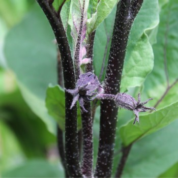 Aubergine Krasivyye (Samen)