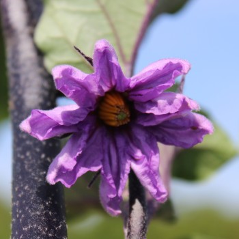 Aubergine Krasivyye (Samen)