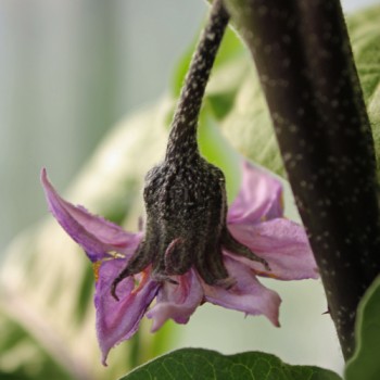 Aubergine Kurume Long (Samen)