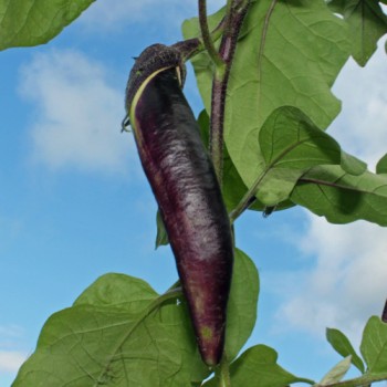 Aubergine Kurume Long (Samen)
