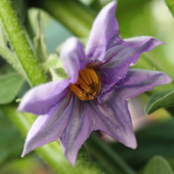 Aubergine Lao Lavender (Samen)