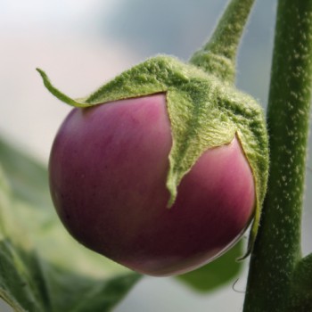 Aubergine Lao Lavender (Samen)
