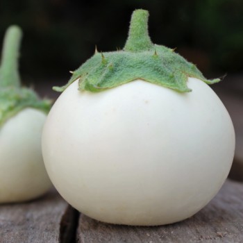 Aubergine Lao White (Samen)