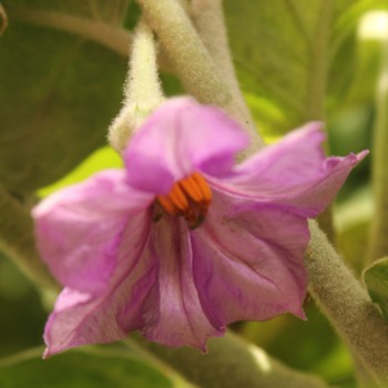 Aubergine Lao White (Samen)