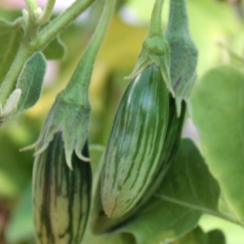 Aubergine Lay Yaw (Samen)
