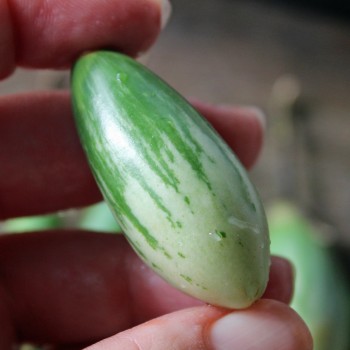 Aubergine Lay Yaw (Samen)