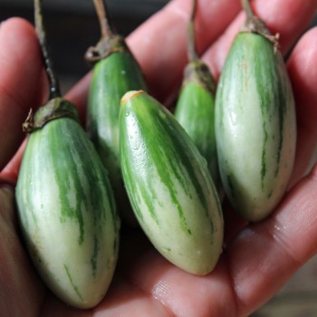 Aubergine Lay Yaw (Samen)