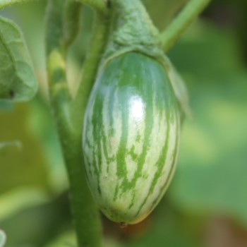 Aubergine Lay Yaw (Samen)