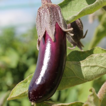 Aubergine Little Fingers (Samen)