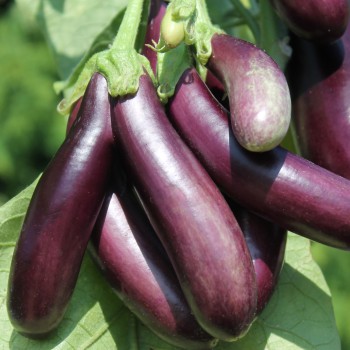 Aubergine Little Fingers (Samen)