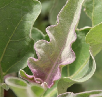 Aubergine Little Fingers (Samen)
