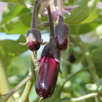 Aubergine Little Fingers (Samen)