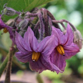 Aubergine Little Fingers (Samen)