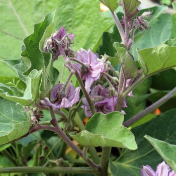 Aubergine Little Fingers (Samen)