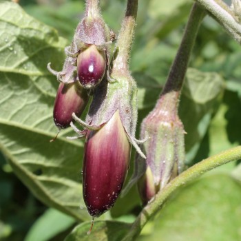 Aubergine Little Fingers (Samen)