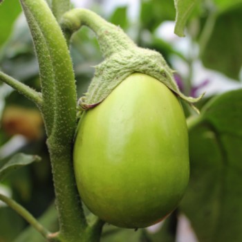 Aubergine Little Green (Samen)