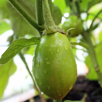 Aubergine Little Green (Samen)