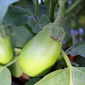 Aubergine Little Green (Samen)