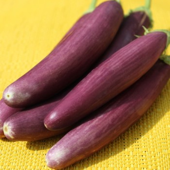 Aubergine Early Long Purple (freilandgeeignet) (Samen)